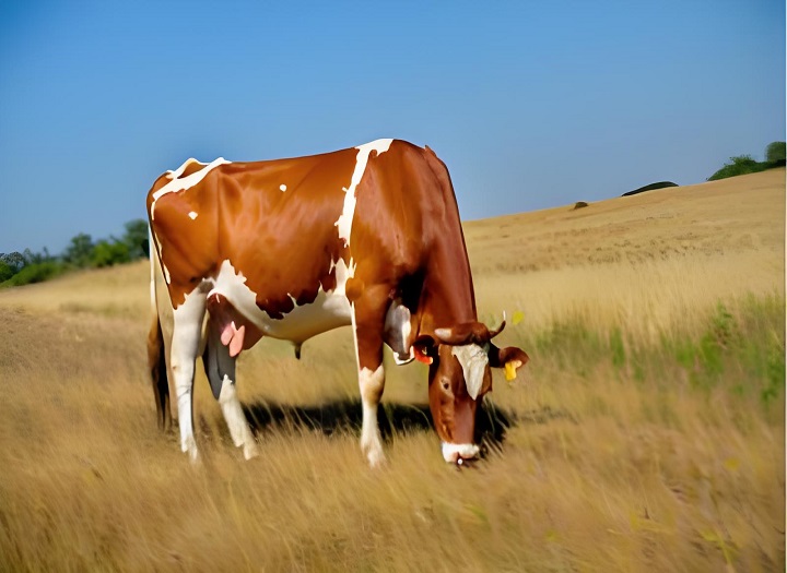 How Long a Cow is Pregnant Can Be Detected with the Bovine Pregnancy Rapid Test Kit?