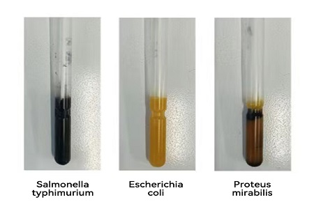 BABIO Launches High-Performance Transport Medium (SS Type) for Reliable Global Microbial Sample Transfer