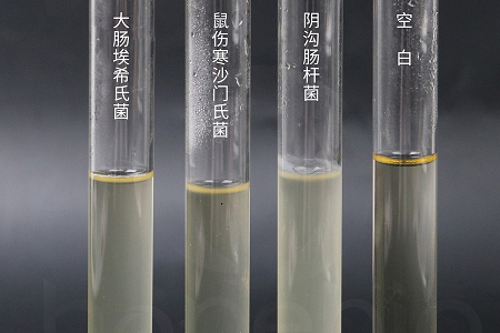 BABIO Launches High-Performance Brain Heart Infusion Broth