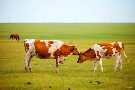 Early Bovine Pregnancy Detection: A Fast, Convenient PAG Test for Cattle