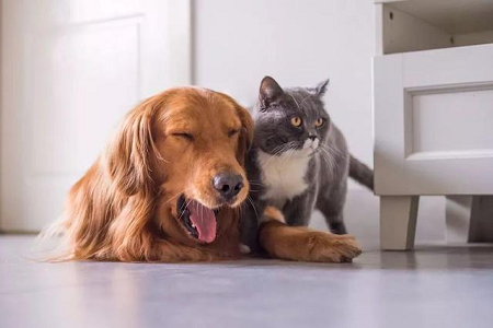 Canine Leishmania Antibody Test Kit for Veterinary Screening